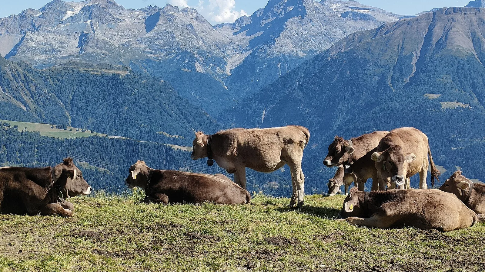 Des vaches dans les Alpes suisses près de Fiescheralp, dans le canton du Valais.